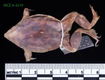 Media type: image;   Herpetology A-3219 Description: Specimen photo;  Aspect: whole body dorsal